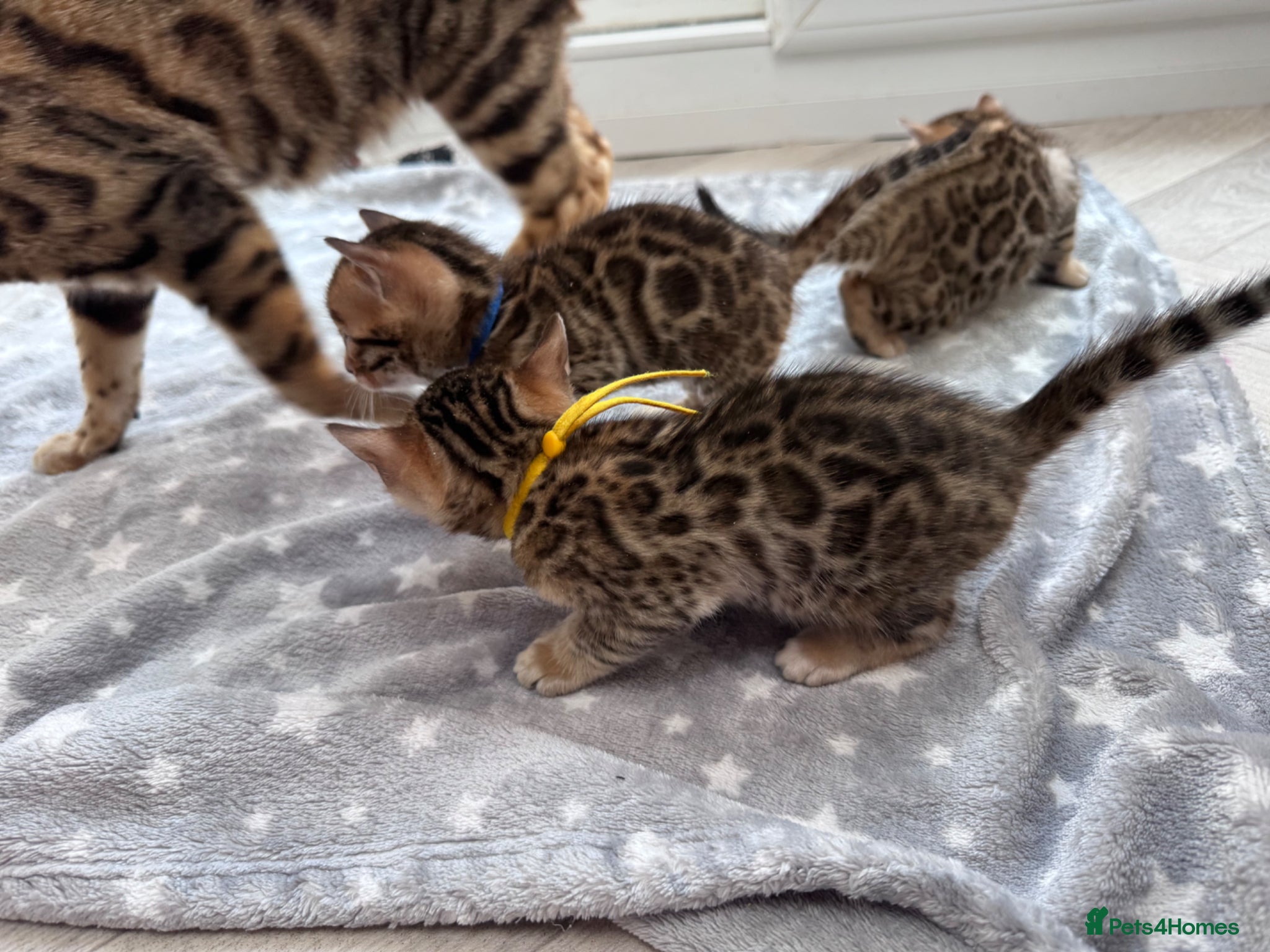 Bengal cats TICA Reg Bengal Kittens - Advert 1