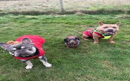 American Bully dogs for sale: 3 year old pocket bully looking for new home - Image 5