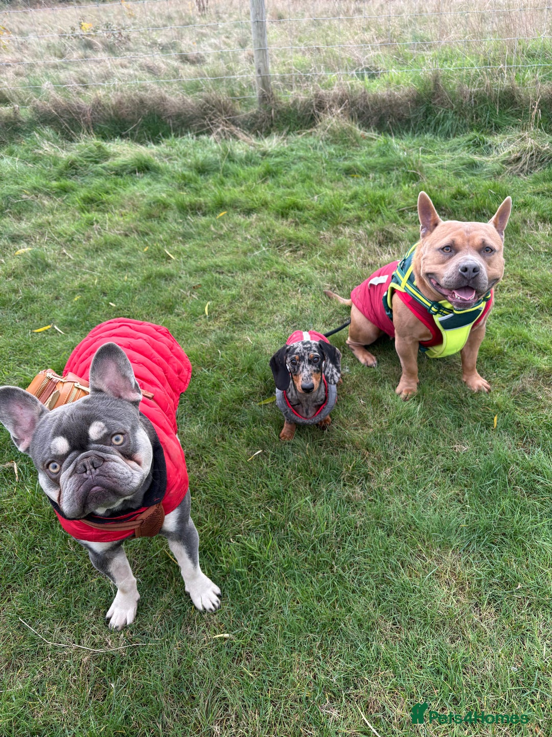 American Bully dogs for sale: 3 year old pocket bully looking for new home - Image 5