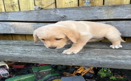 Labrador Retriever dogs for sale: Lovely Labrador pups - Image 2