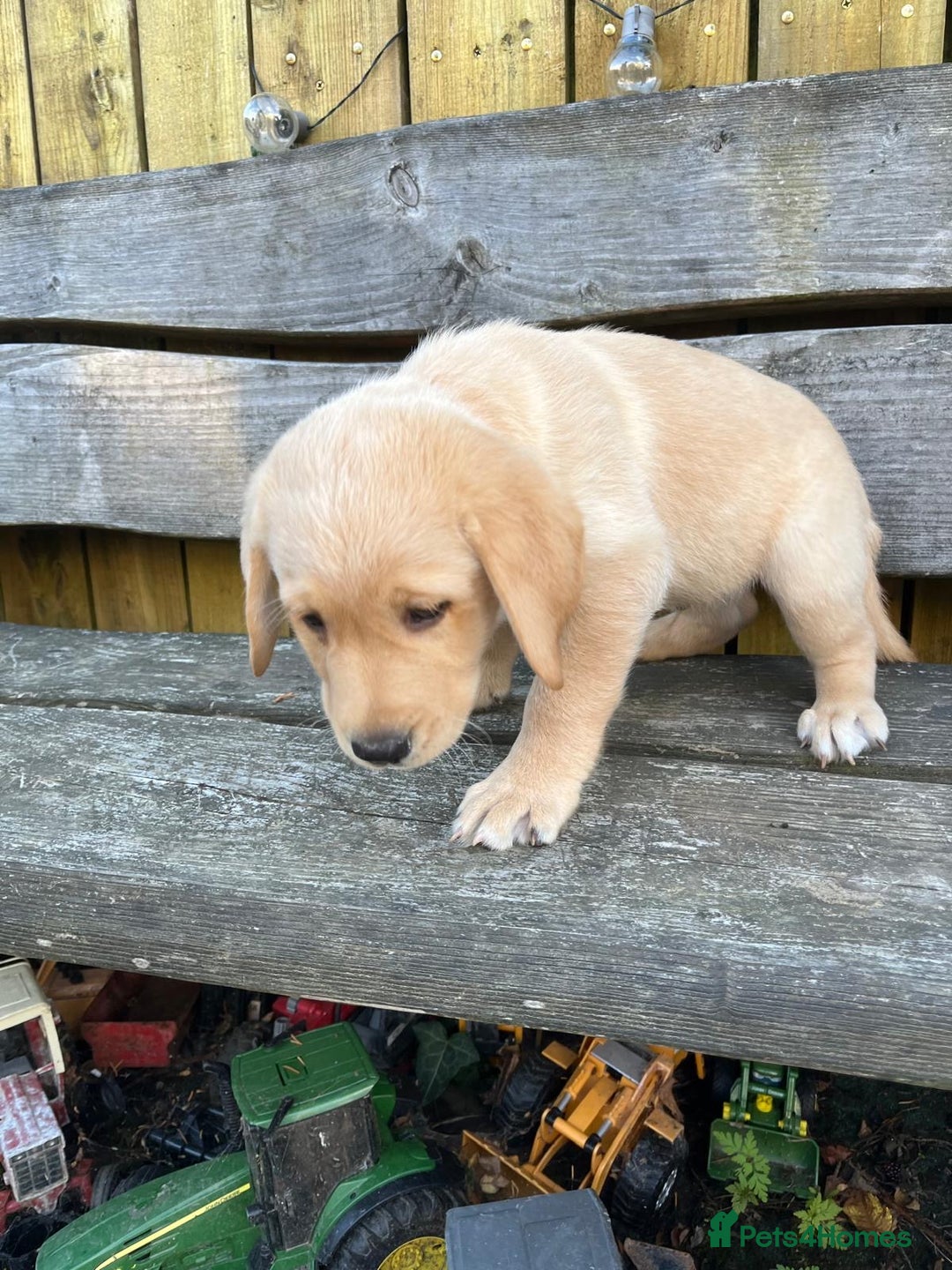 Labrador Retriever dogs for sale: Lovely Labrador pups - Image 2