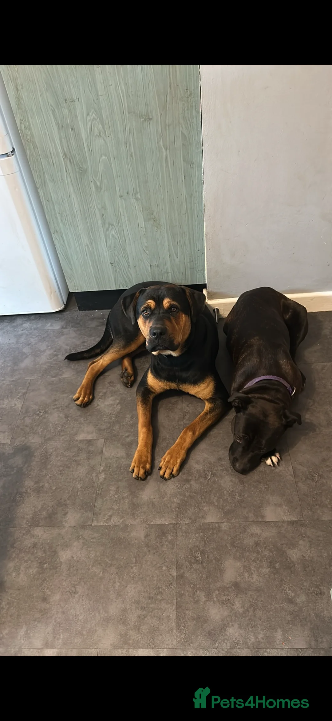 Mixed Breed dogs for sale: All pups now SOLD !! - Advert 6