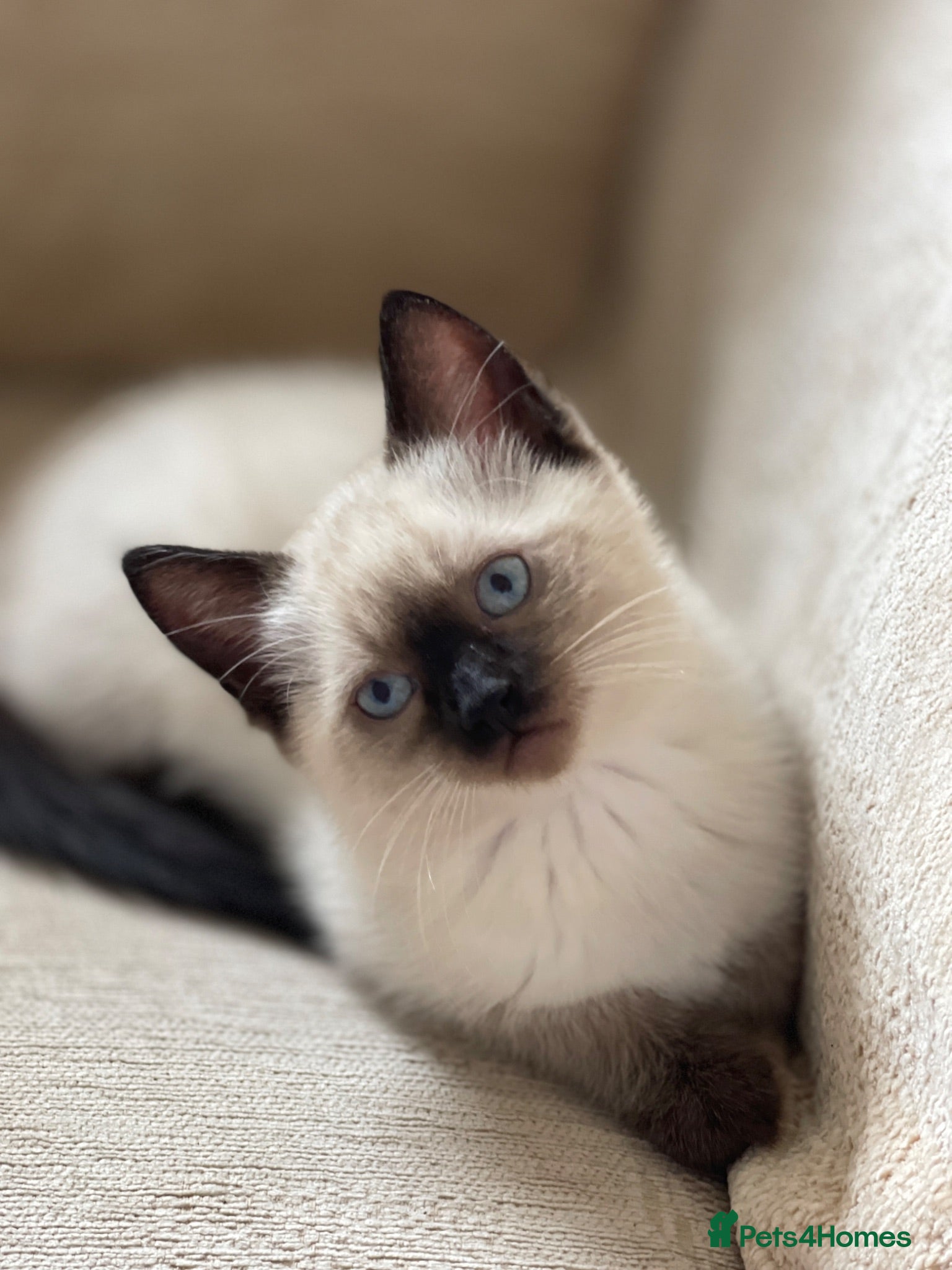 Siamese cats Beautiful Blue-Eyed Siamese-Type Boy Kitten - Advert 5