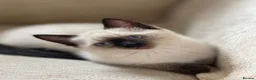 Siamese cats for sale: Beautiful Blue-Eyed Siamese-Type Boy Kitten - Advert 1