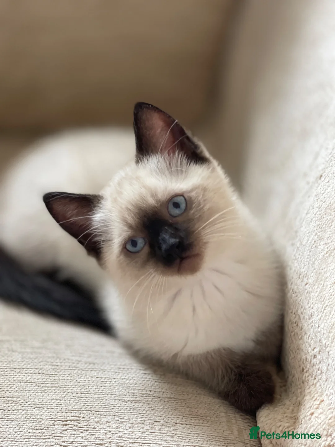 Siamese cats for sale: Beautiful Blue-Eyed Siamese-Type Boy Kitten - Advert 1