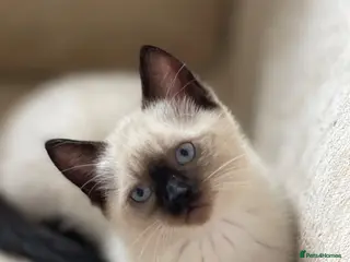 Siamese cats Beautiful Blue-Eyed Siamese-Type Boy Kitten - Advert 14