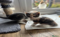 Maine Coon cats for sale: Fluffy crossed maine coon kittens for sale - Image 22