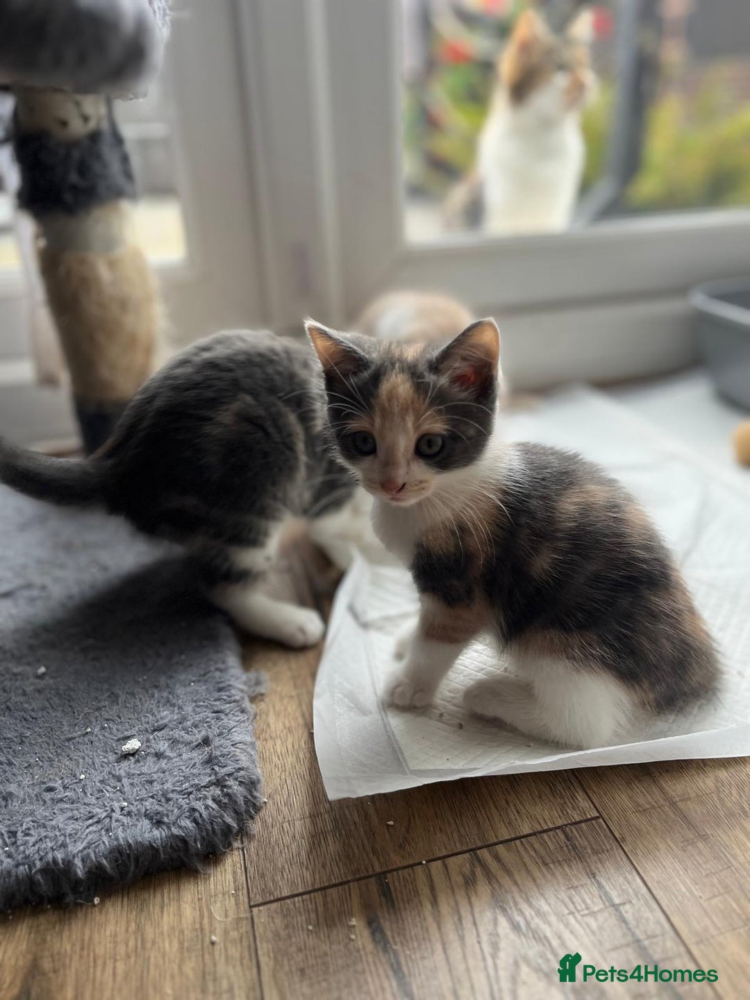 Maine Coon cats for sale: Fluffy crossed maine coon kittens for sale - Image 22