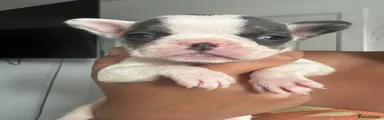 French Bulldog 5