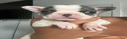 French Bulldog dogs for sale: 7 beautiful French bulldog puppies  - Advert 5