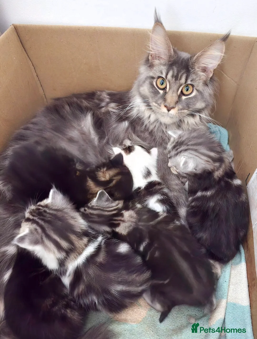 Mixed Breed cats for sale: Maine Coone Cross Kittens - Advert 15