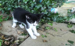 Mixed Breed cats for sale: Kittens - Image 9