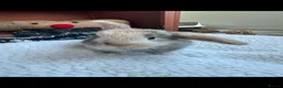 Mini Lop rabbits for sale: Toffee the Mini Lop - READY NOW - Advert 2