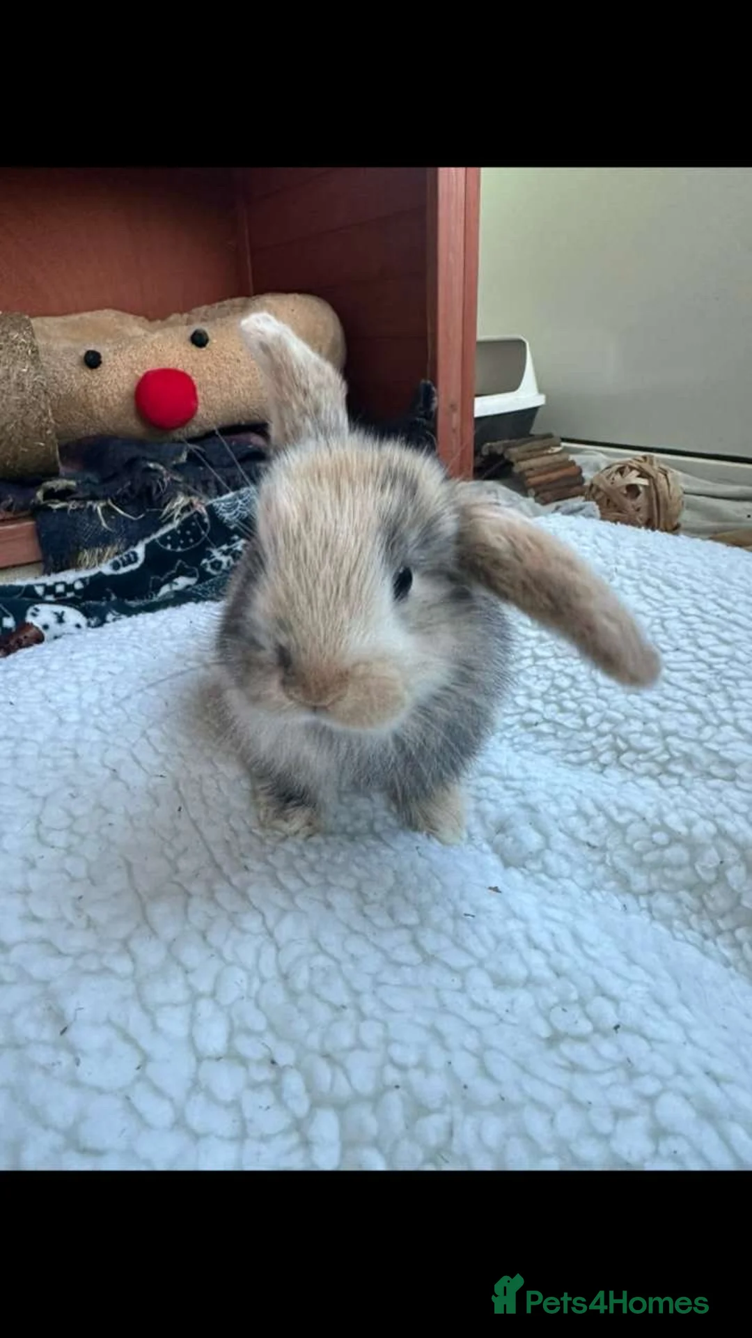 Mini Lop rabbits for sale: Toffee the Mini Lop - READY NOW - Advert 2