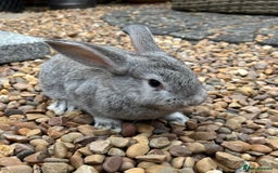 Mini Lop rabbits for sale: Mini Lops Ready now!!!!  in Coalville - Image 2