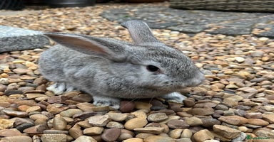 Mini Lop rabbits in Coalville - Advert 5