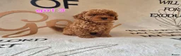 Cockapoo dogs for sale: F1BB cockapoos  - Advert 8
