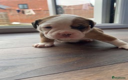 Alapaha Blue Blood Bulldog dogs for sale: IABBR registered Alapaha Blue Blood Bulldogs - Image 21