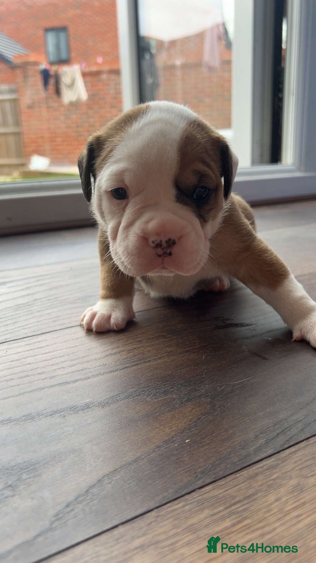 Alapaha Blue Blood Bulldog dogs for sale: IABBR registered Alapaha Blue Blood Bulldogs - Image 21