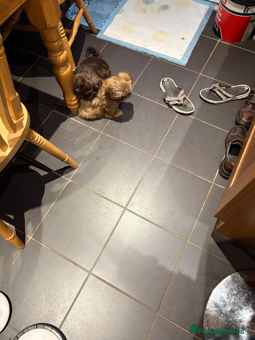 Shih Tzu dogs for sale: ALL SOLD THANK YOU - Advert 7