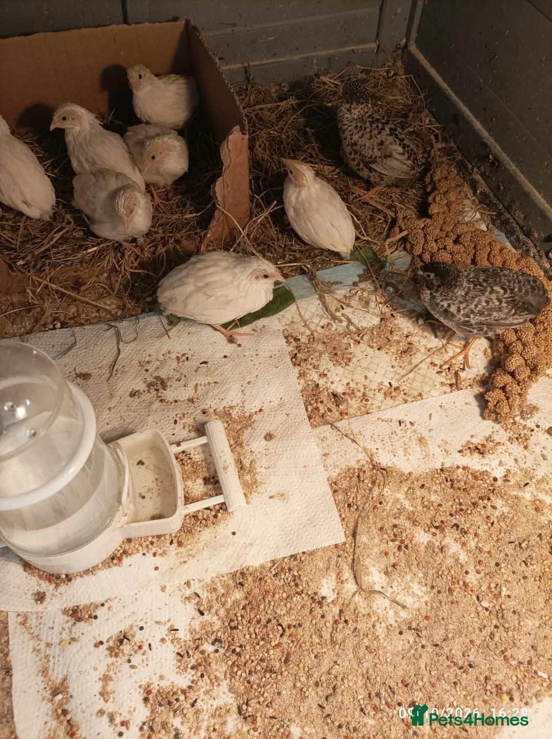 Quail poultry for sale: TINY BUTTON QUAILS Young Adults - Advert 2
