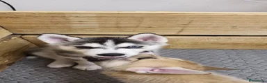 Siberian Husky 1
