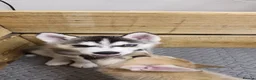 Siberian Husky dogs for sale: 5 Boys & 2 Girls Siberian Huskies – 8 Weeks Old - Advert 10