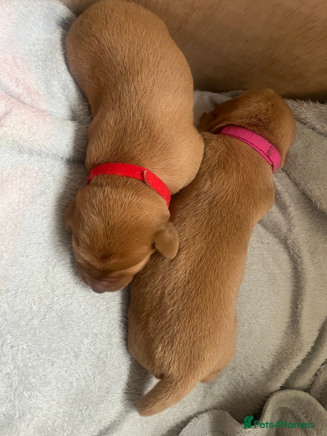 Labrador Retriever dogs for sale: 🌟 5 Star KC Registered FOX RED & YELLOW Labradors - Advert 13