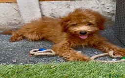 Cavapoo dogs for sale: READY NOW health tested f1b caverpoos  in Bilston - Image 4