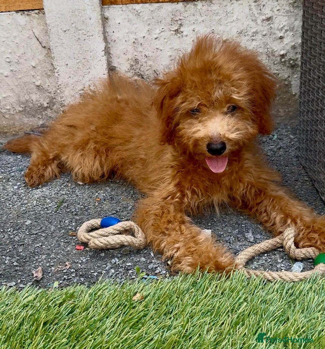 Cavapoo dogs for sale: READY NOW health tested f1b caverpoos  in Bilston - Image 4