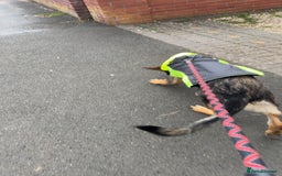 German Shepherd dogs for sale: Playful 5 Moth Old German Shepherd Male - Image 6
