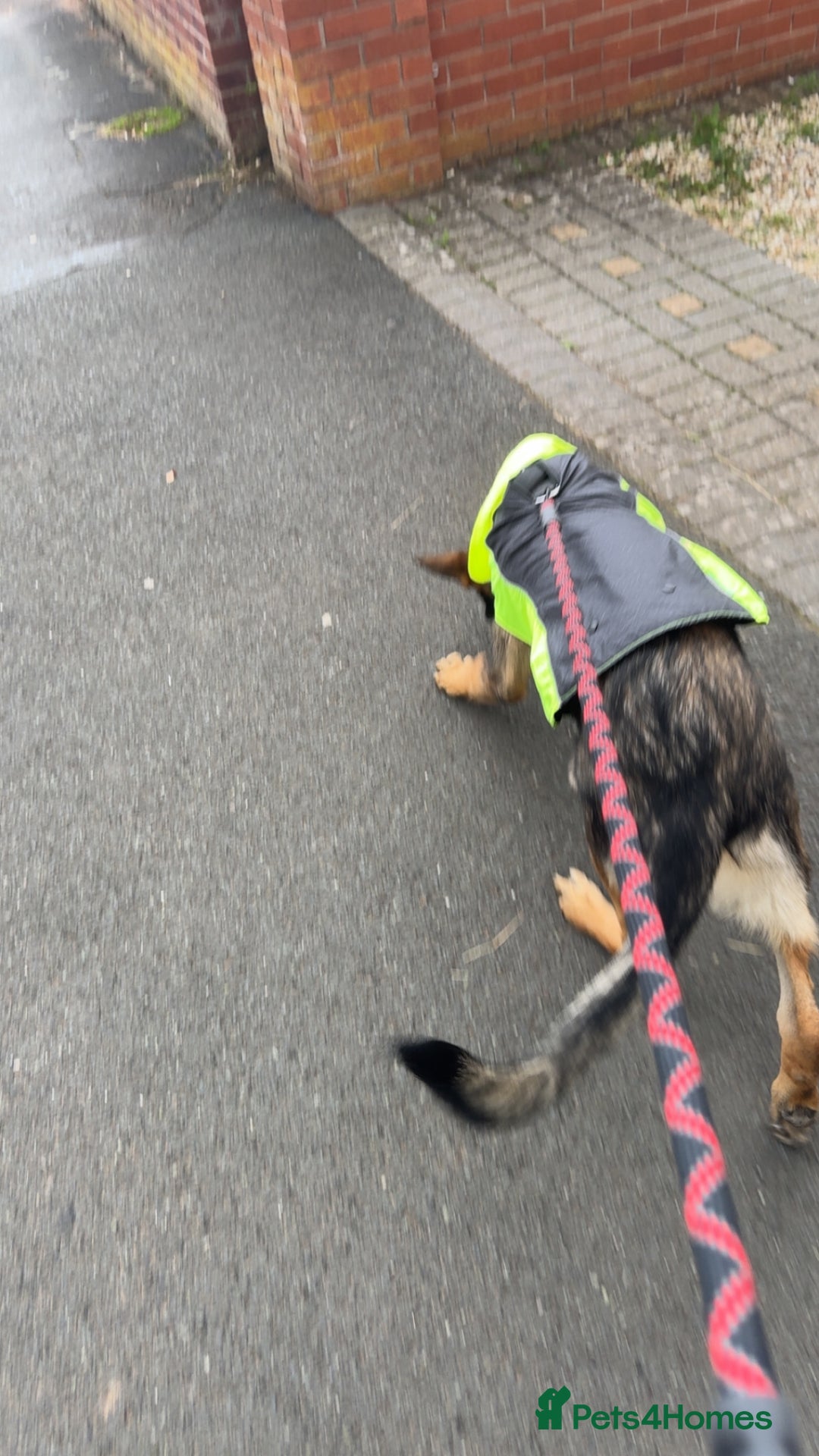 German Shepherd dogs for sale: Playful 5 Moth Old German Shepherd Male - Image 6