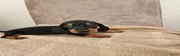 Dachshund dogs for sale: Miniture dachshund puppies  in Woking - Advert 4