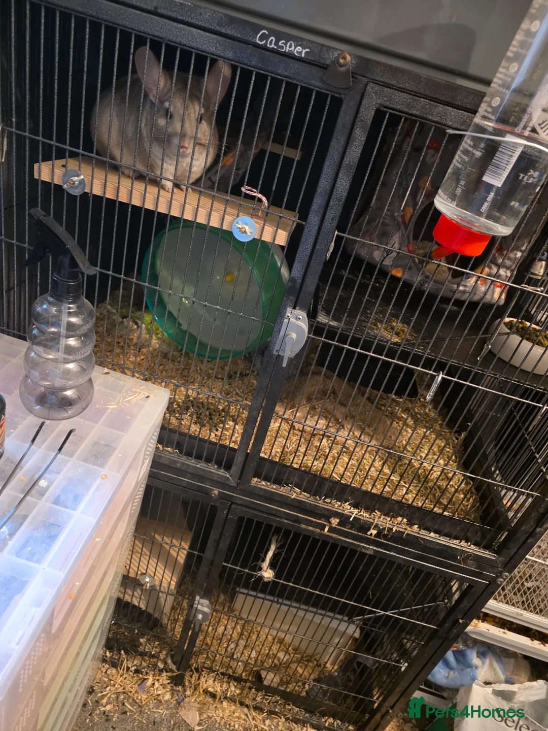 Chinchilla rodents for sale: Caspa the chinchilla  - Advert 4