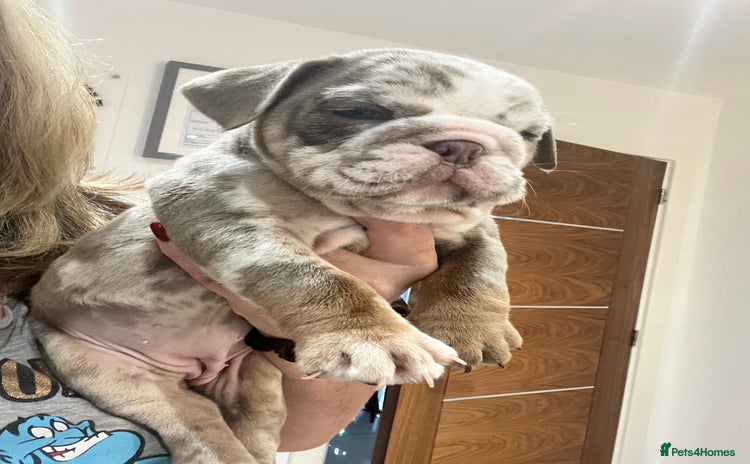 English Bulldog dogs for sale - Advert 2
