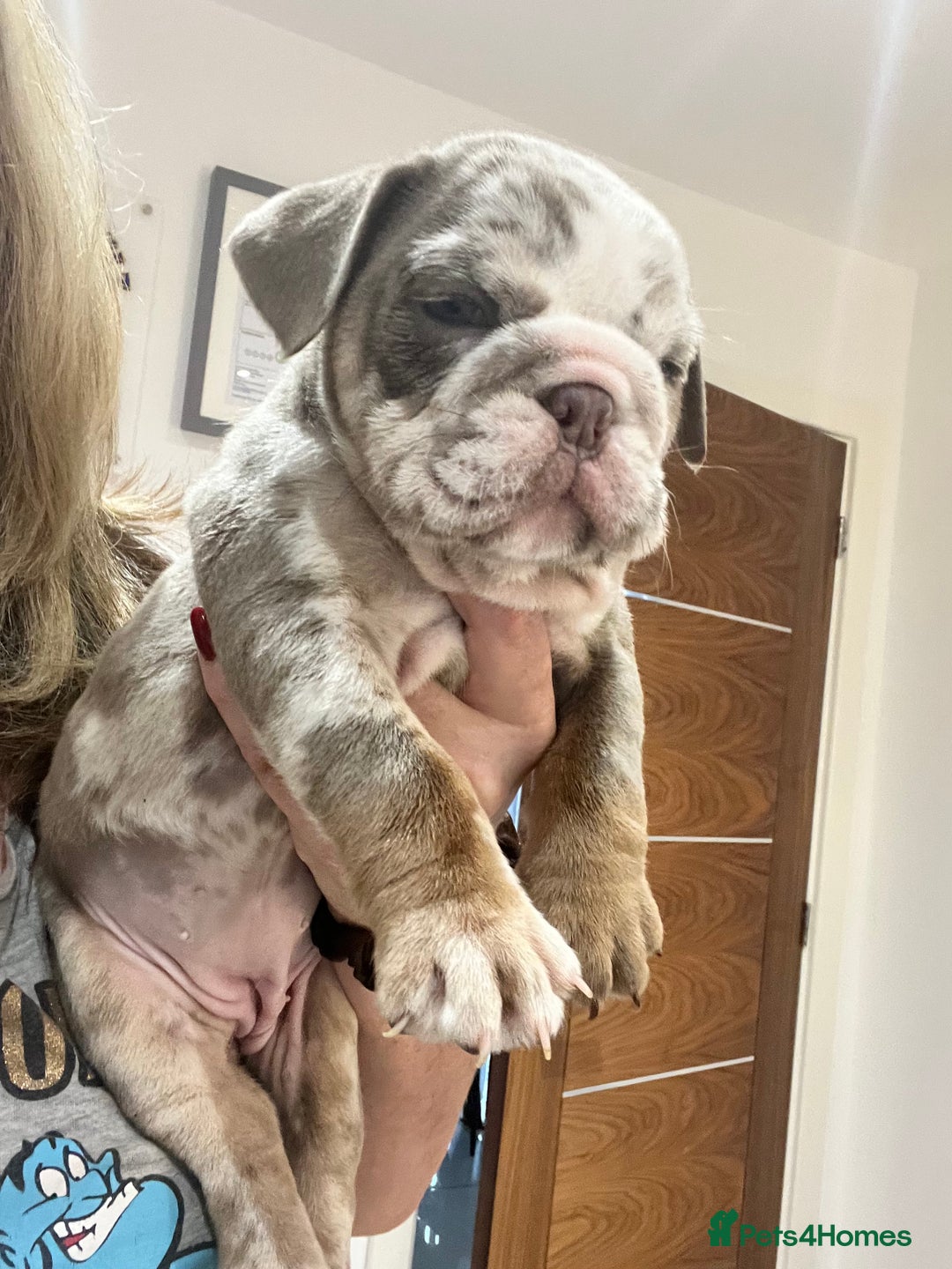 Bulldogge Puppies Lilac Tri Merle Olde English Bulldog Merle