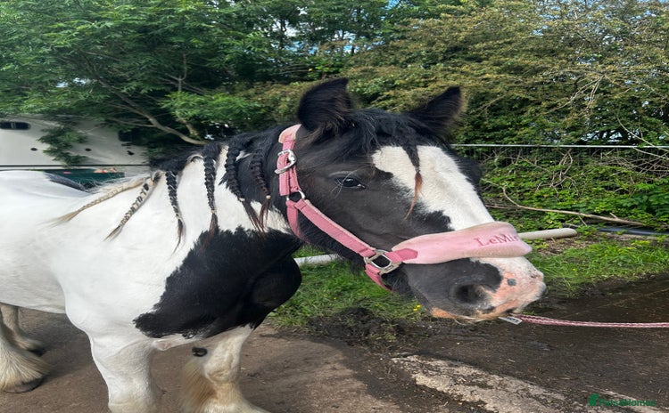 Irish Cob horses - Advert 5