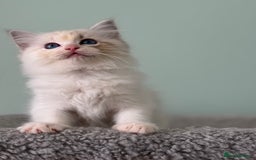 Ragdoll cats for sale: Super Affectionate Ragdoll Kittens Fife Reg - Image 18