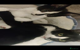 Domestic Shorthair cats for sale: Ginger, black+white kittens 5 months old for sale - Image 13