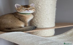 British Shorthair cats for sale: ‼️LAST KITTEN LEFT ‼️BSH Golden kittens  - Image 19