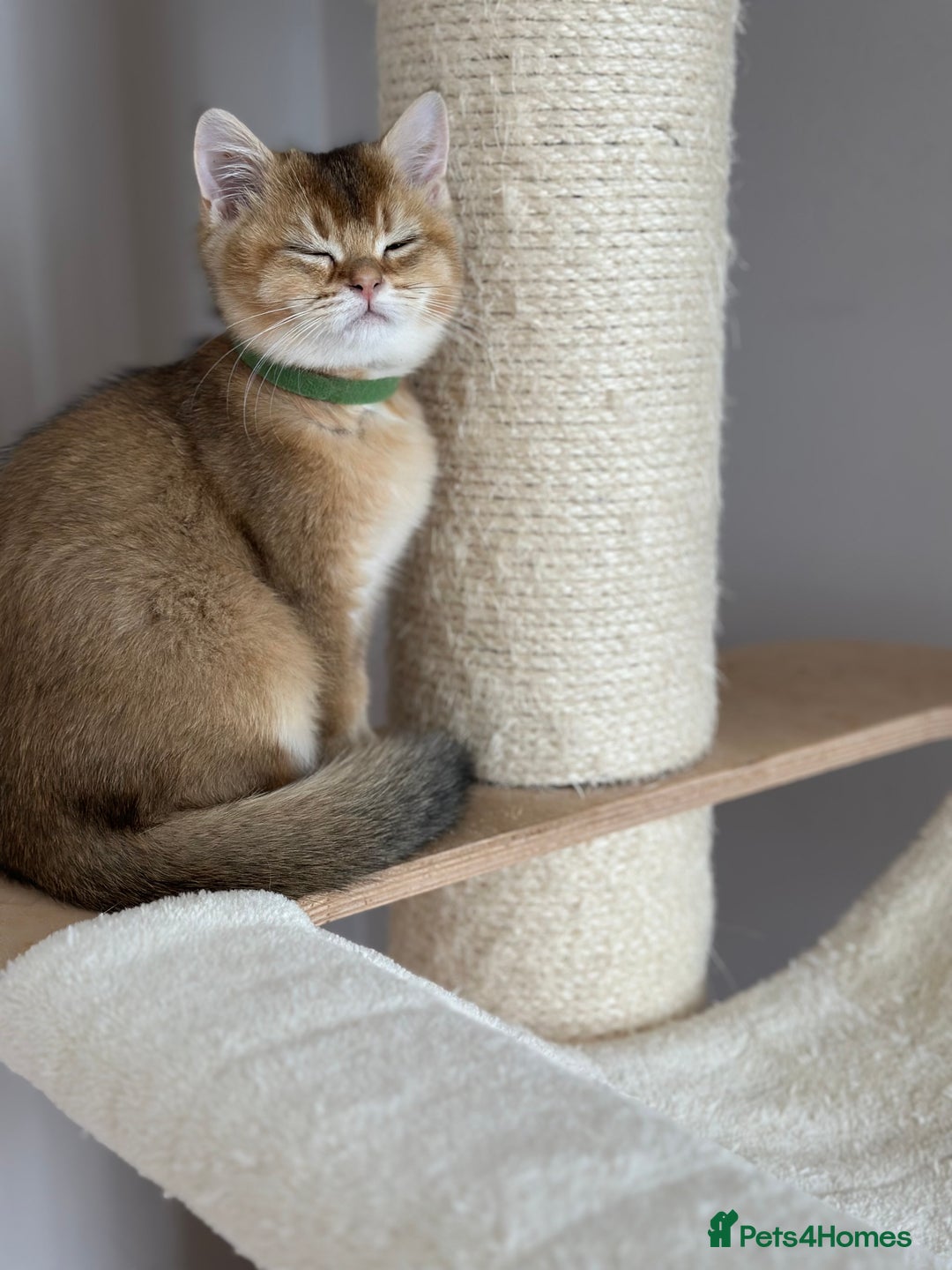 British Shorthair cats for sale: ‼️LAST KITTEN LEFT ‼️BSH Golden kittens  - Image 19