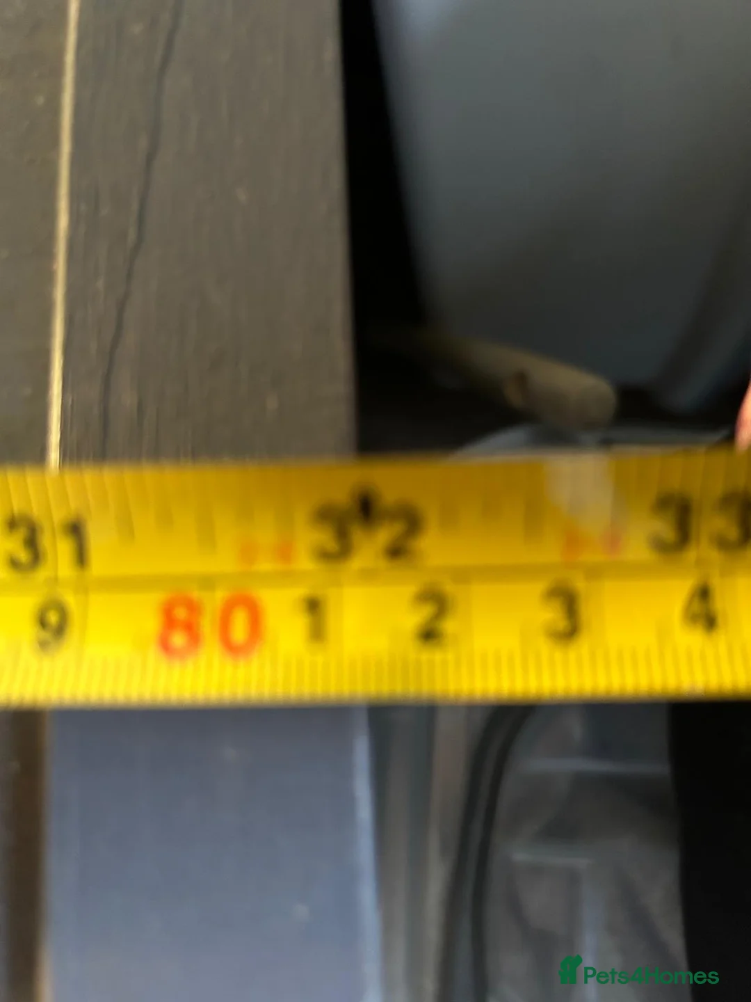 Tortoise reptiles for sale: Pair of tortoises  - Advert 7