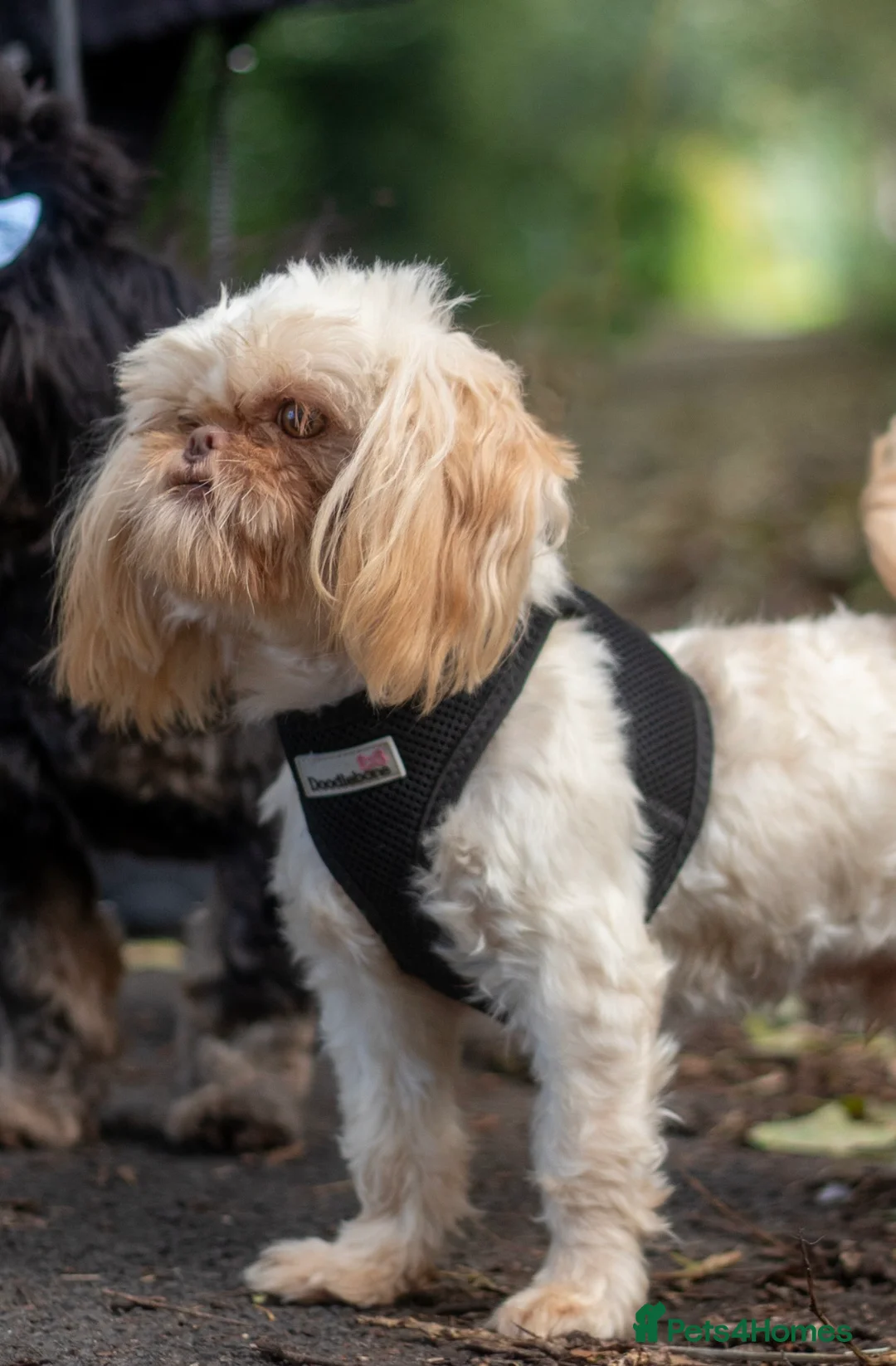 Shih Tzu dogs for stud: WAFFLES Karashishi Imperial Shihtzu for stud   in Liverpool - Advert 4