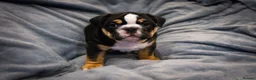 English Bulldog dogs for sale: English bulldog puppies ready to go now in Glasgow - Advert 23