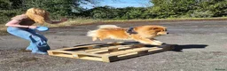Chow Chow dogs for stud: Chow Chow Stud  - Advert 7