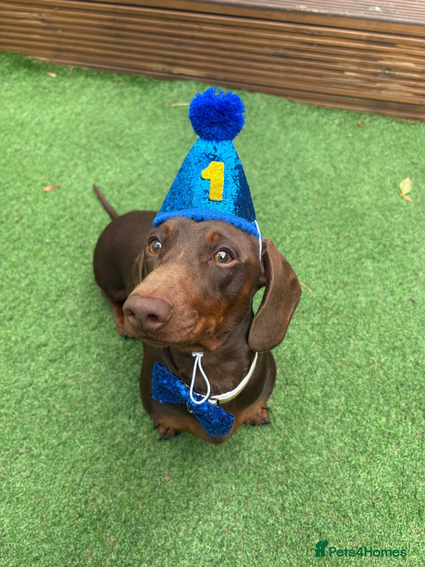 Miniature Dachshund dogs Male miniature dachshund  - Advert 3