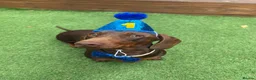 Miniature Dachshund dogs for sale: Male miniature dachshund  in Leicester - Advert 1