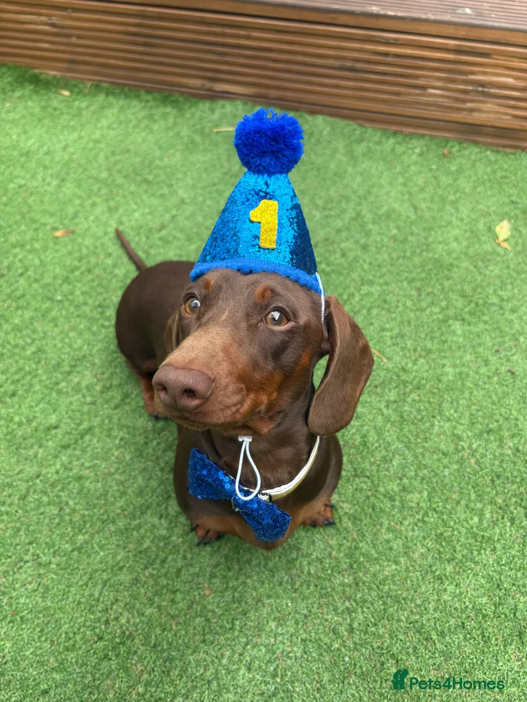 Miniature Dachshund dogs for sale: Male miniature dachshund  in Leicester - Advert 1
