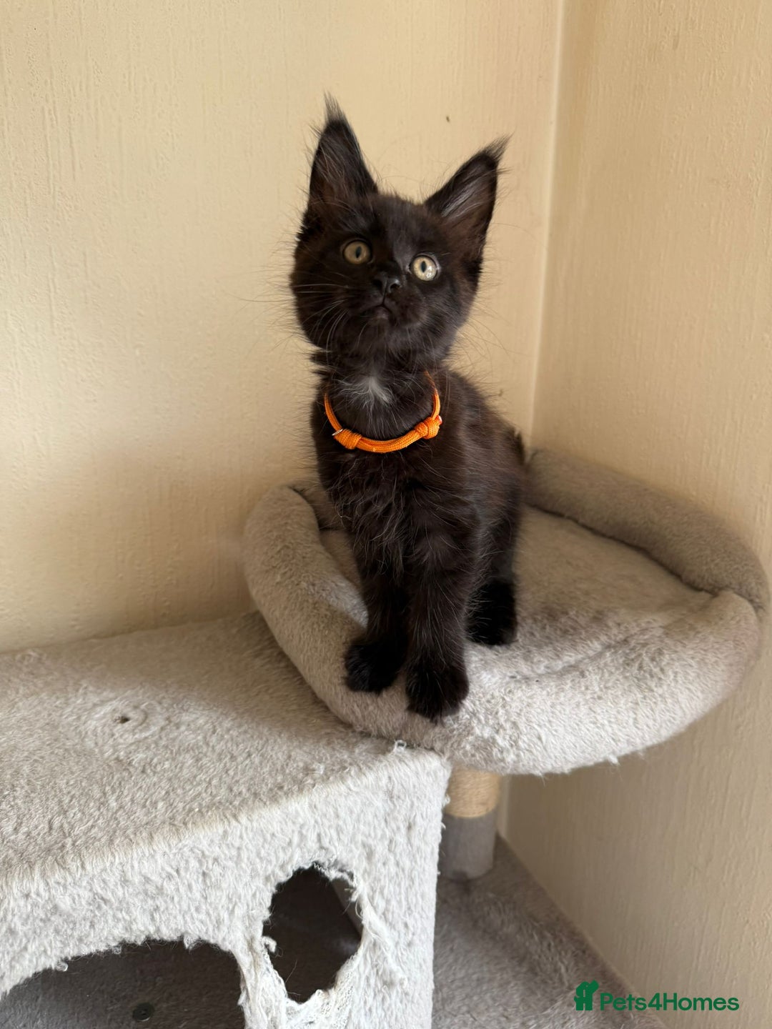 Maine Coon cats for sale: Pedigree GCCF Russian Import line Maine Coons - Image 33