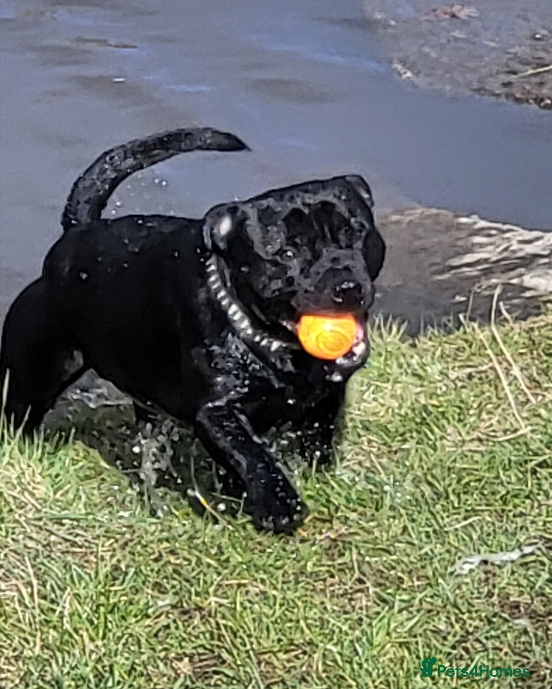 Staffordshire Bull Terrier dogs for stud: KENZDUO PENNE   CALL NAME ZEUS - Image 6